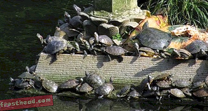 Οι αγέννητες χελώνες ρυθμίζουν ενεργά τη δική τους θερμοκρασία