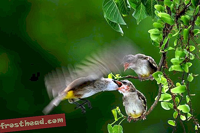 članci, blogovi, iznenađujuća znanost, znanost, divljina - Iznenađujuća fotografija ptica pokazuje majčinu ljubav