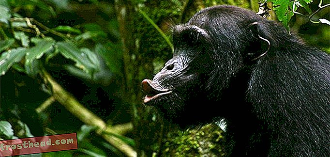 Sjimpanser advarer med forsigtighed deres venner om fare