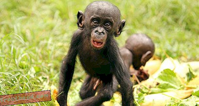 artículos, blogs, ciencia sorprendente, ciencia, vida salvaje - Bonobos ofrece sobornos de plátano para la amistad