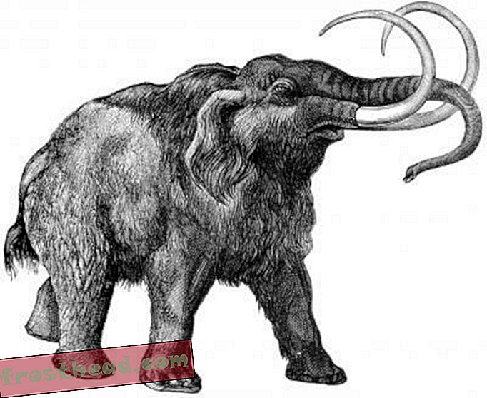 artículos, blogs, ciencia sorprendente, ciencia, vida salvaje - ¿Cuándo habrá manadas de mamuts?