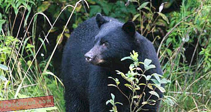 מאמרים, בלוגים, מדע מפתיע, מדע, חיות בר - כיצד להימנע מאכילה של דוב שחור