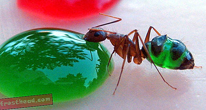 Need vikerkaarevärvilised läbipaistvad sipelgad on need, mida nad söövad
