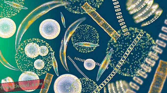 Fütoplankton