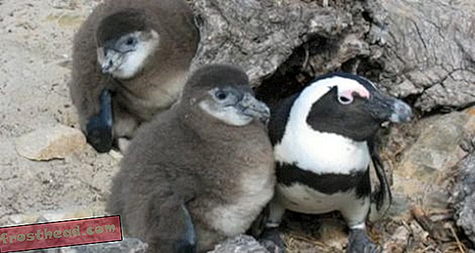 Le grand sauvetage de pingouin