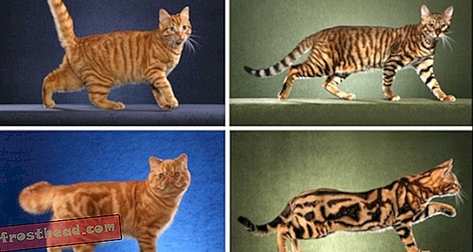 Isti uzorci geparda i mačaka karata od gena za vodiče