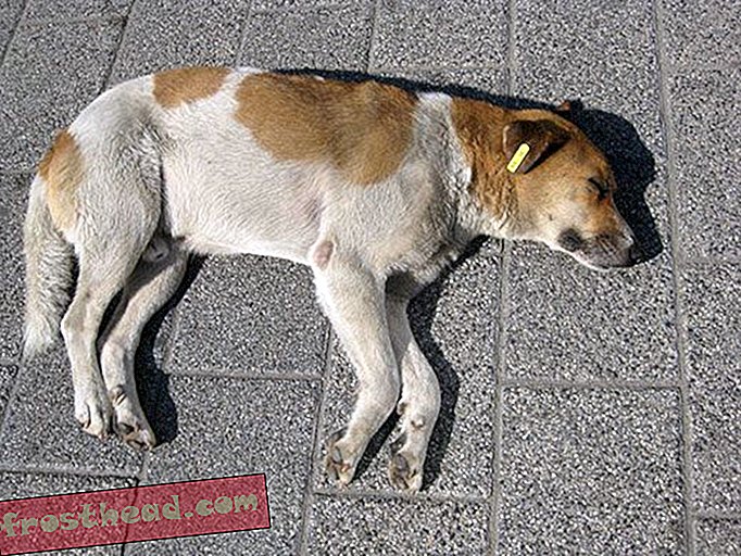 En af Bulgariens berømte omstrejfende hunde, kastreret, fri for rabies og lovin 'i Plovdiv.