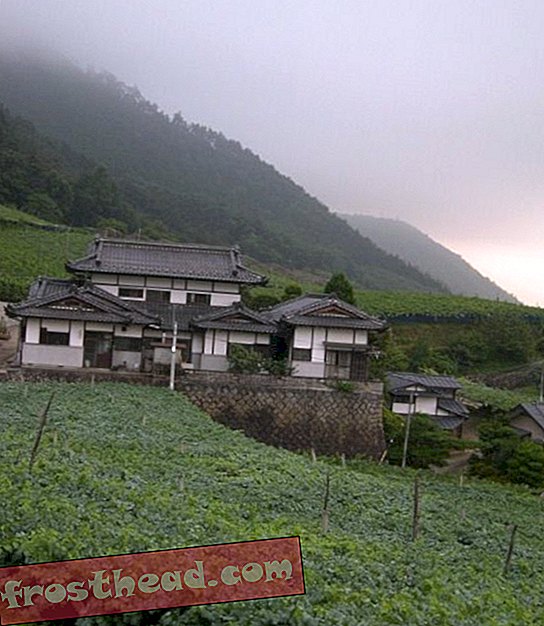 Wijngaarden in de Japanse Yamanashi-prefectuur