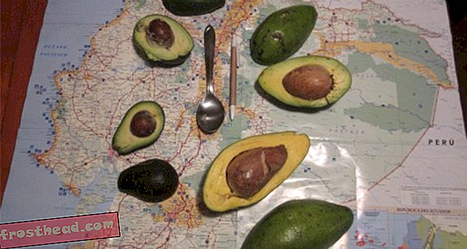 artikel, makanan, blog, di luar jalan, perjalanan, perjalanan, amerika & pusat selatan - Apa yang Membuat Ini Avocados Berbeza Daripada Semua Orang Lain?