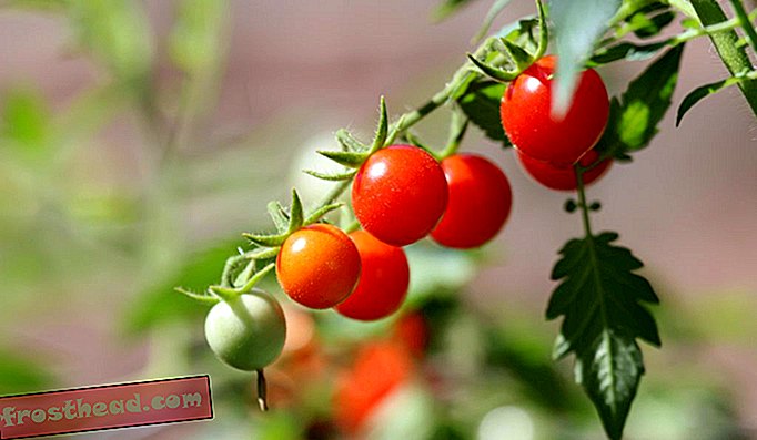 Търсенето да върне доматите към пълноценната им слава