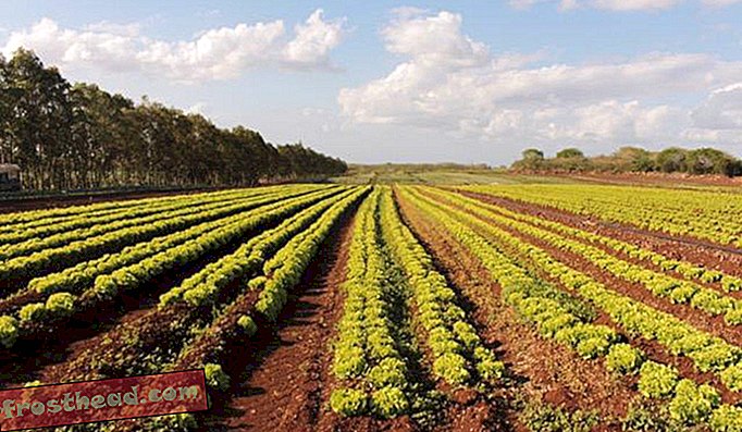 Řádky salátu rostou na farmě, která používá