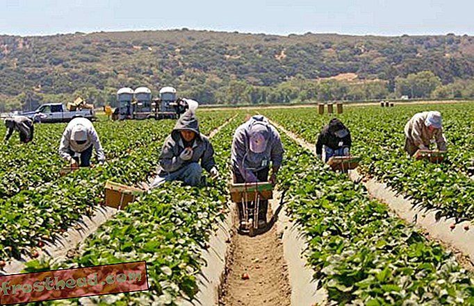 articles, nourriture, science, notre planète - La montée toxique de la fraise californienne