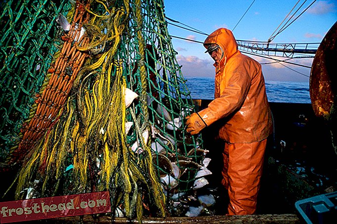 מאמרים, אוכל, מדע, כדור הארץ שלנו - מדוע תרגילי דיג חכמים יותר אינם מצילים את בקלה מיין ממפול