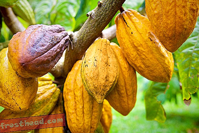 Kako su Havaji postali sjeverni pol Cacaoa