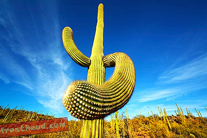 Hvad der gør Tucson fortjener titlen på De Forenede Staters første hovedstad med gastronomi