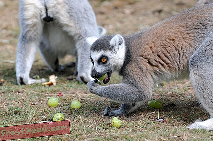 Mitä Lemur Guts voi kertoa ihmisen suolistosairaudesta