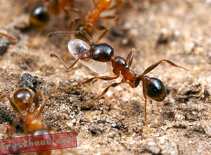 Queste insolite formiche americane non invecchiano mai