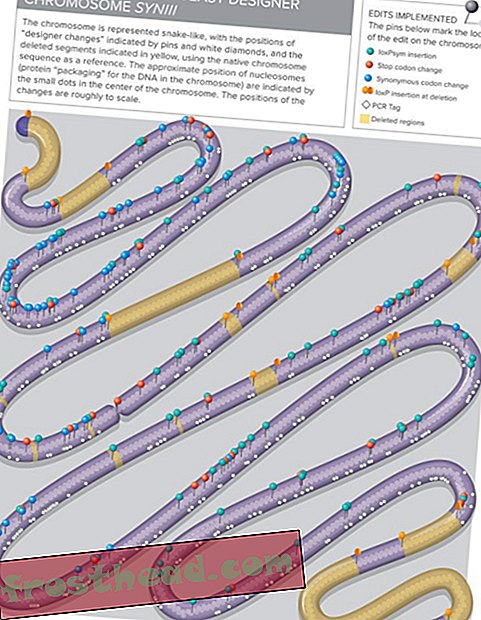 Kvasinková chromozomová mapa