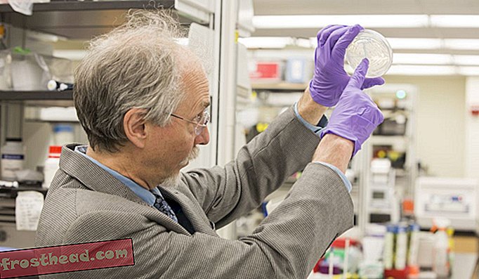 Wissenschaftler bauen ein Hefechromosom von Grund auf neu.  Next Up?  Designer-Genome