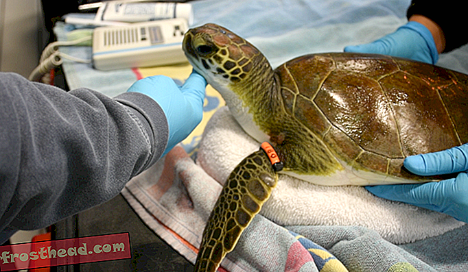 articole, sănătate și medicină, știință, animale sălbatice - De ce țestoasele marine pe cale de dispariție apar la rece și aparent fără viață pe țărmurile de nord-est?