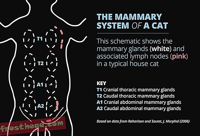 articles, santé & médecine, science, corps et esprit - Les chats ont aussi le cancer du sein et nous pouvons en apprendre beaucoup