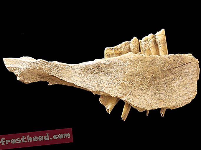 articles, histoire, archéologie, science - Des humains sont peut-être arrivés en Amérique du Nord 10 000 ans plus tôt que prévu