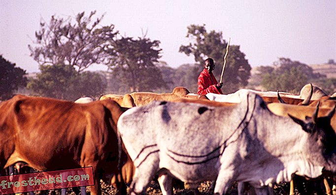 Cimetières rituels - Pour les vaches et ensuite pour les humains - Expansion des pasteurs dans les parcelles de terrain en Afrique