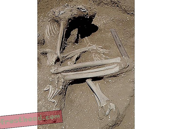 raskaana-fossil.jpg