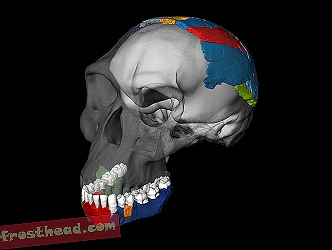Виртуален череп