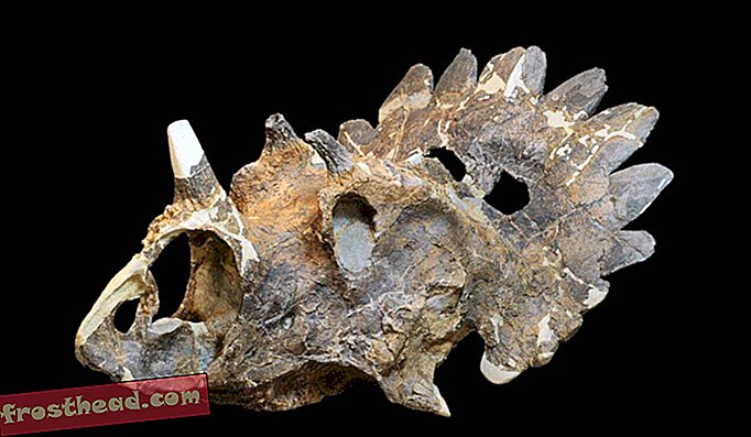 Artikel, Geschichte, Wissenschaft, Dinosaurier, Tierwelt - Der 'Hellboy'-Dinosaurier, ein neuer Cousin von Triceratops, ist ein königliches Fossil