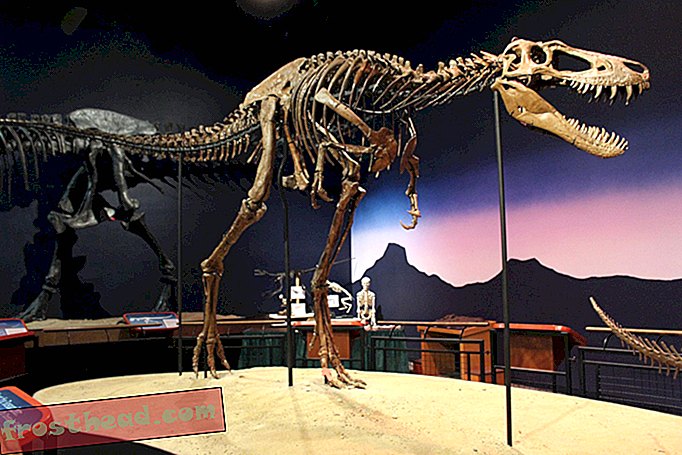 Pisike terror: vastuoluline dinosauruse liik on Tyrannosaurus lihtsalt kiuslik