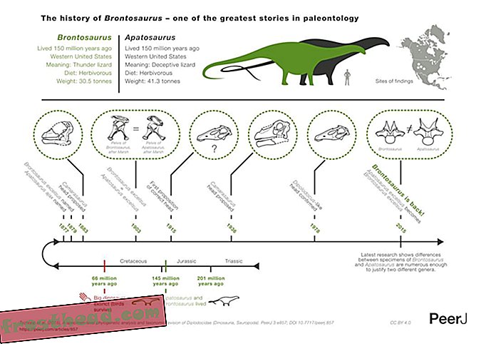 Brontosaurus_infographic_NoText_HRes copy.jpg