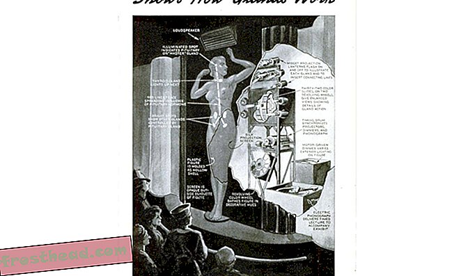 Popular Science a décrit un modèle de l’exposition universelle de 1939, une alternative aux vrais spécimens humains.