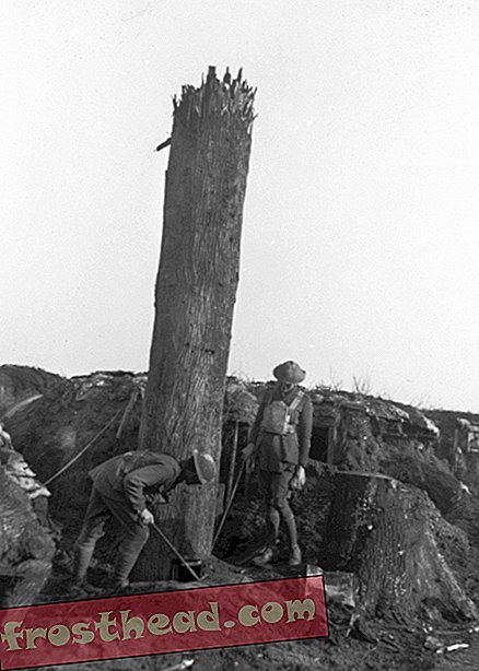 Ces faux arbres ont été utilisés comme postes d'espionnage sur les lignes de front de la Première Guerre mondiale