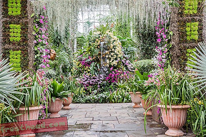 Una muestra de más de 6,000 orquídeas celebra una obsesión de la era victoriana