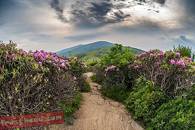 Appalachian Trail går ned ad Jane Bald gennem Rhododendron