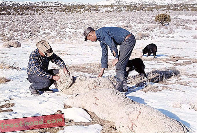 članci, povijest, povijest nas - Kako je smrt 6000 ovaca potaknula američku raspravu o kemijskom oružju