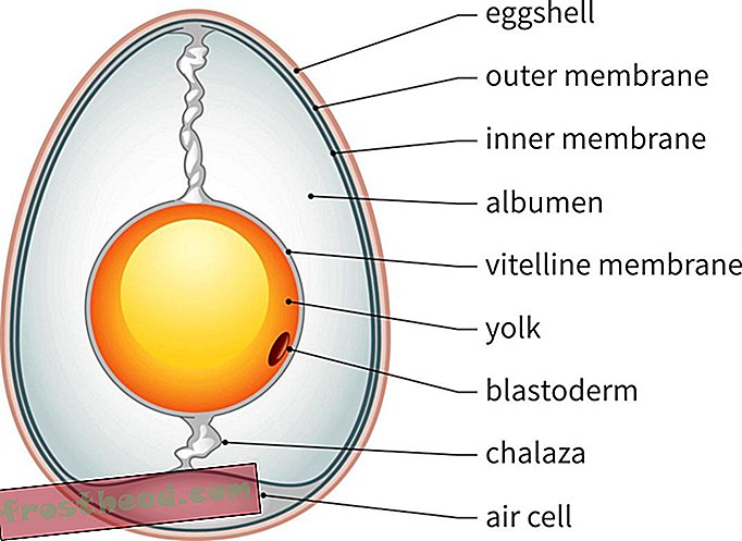 Diagram jajc