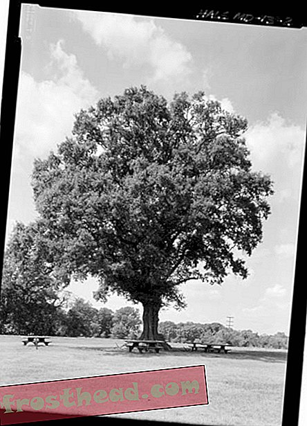 Αυτά τα πέντε "μαρτυρικά δέντρα" ήταν παρόντα σε βασικές στιγμές στην ιστορία της Αμερικής