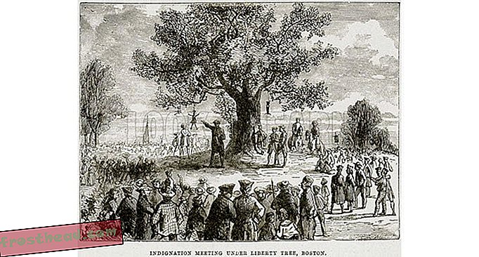 L'histoire d'un symbole oublié de la révolution américaine: l'arbre de la liberté
