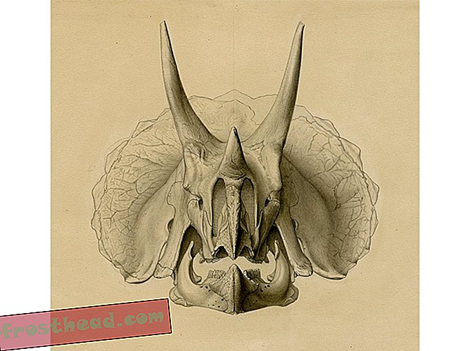 Triceratopo prorsus