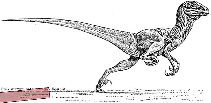Deinonychus, 1969