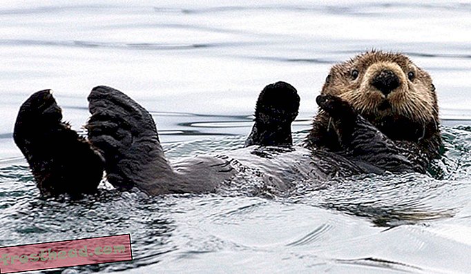 Het ‘zachte goud’ van de zeeotter trok zoveel Russen naar Alaska.