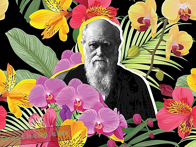 Wie die Liebe zu Blumen Charles Darwin half, die natürliche Auslese zu bestätigen