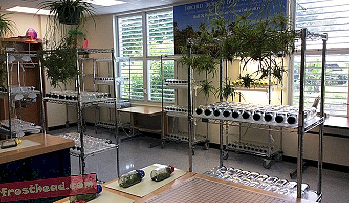 Uczniowie przeszczepiają nasiona storczyków i pobierają próbki tkanek w tym laboratorium do mikrop propagacji w szkole.