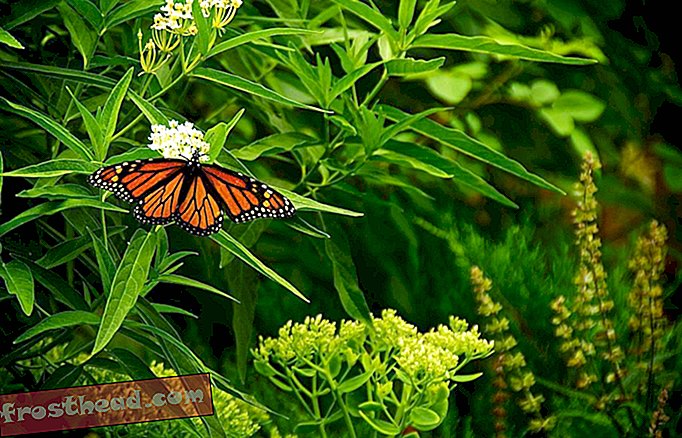 artiklid, innovatsioon, teadus, elusloodus - Monarhi liblikate rändamine võidakse tegelikult kiirteele viia