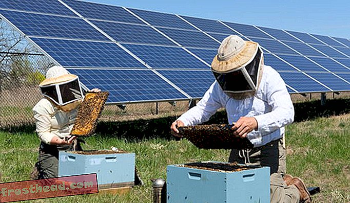 L'énergie solaire et les abeilles font un doux mélange au Minnesota