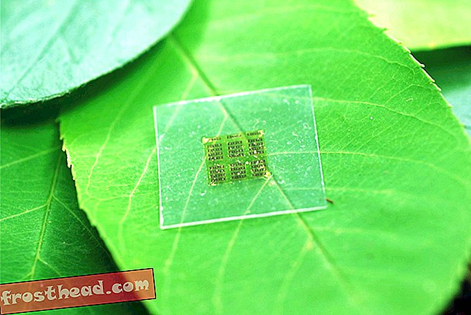 Эти новые компьютерные чипы сделаны из дерева