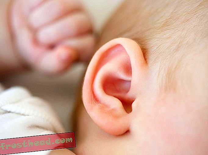 Écoutez ceci, 2017: les scientifiques créent de nouvelles oreilles grâce à l'impression 3D et aux cellules souches humaines