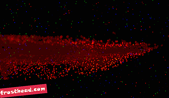 Diese Kaulquappe wurde nach Depolarisation ihrer Zellen mit E. coli infiziert. Es hat einen relativ hohen Anteil an infektionsbekämpfenden Leukozyten (in rot). (Büschel)